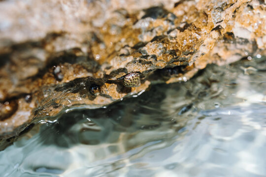 iny marine snails clinging to sharp limestone rock at the intertidal sea water edge