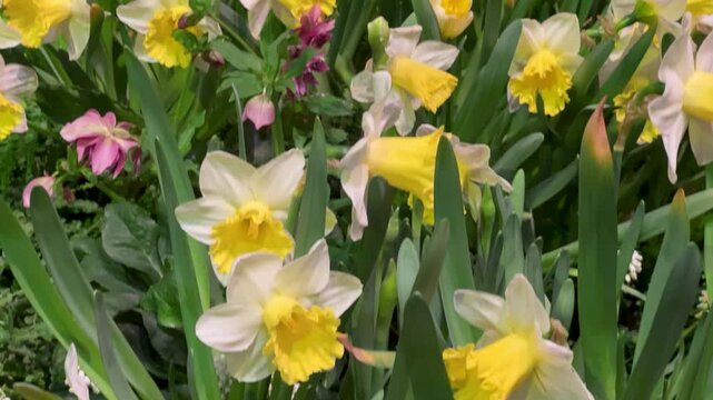 Spring Awakening Concept: Close-Up Of Daffodils In Bloom Symbolizing Renewal And Growth And New Beginnings