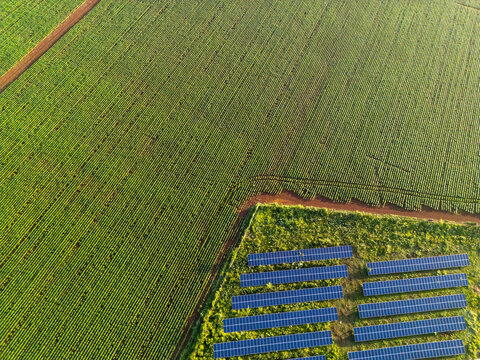 Aerial view of monoculture fields adjacent to a large array of solar panels in the rural landscape Hopelchen, Campeche, Mexico.