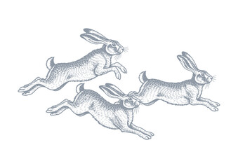 Fototapeta premium Vintage engraved illustration of a running hare with detailed ink linework, isolated on a white background.