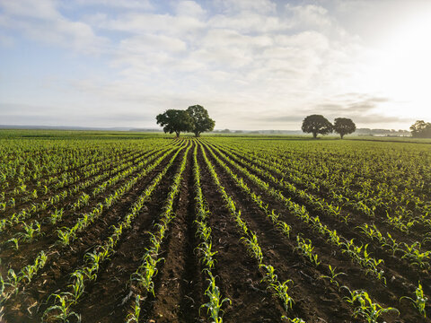Aerial view of a vast monoculture corn field with neat rows of young green plants stretching across dark soil towards distant trees under a bright morning sky in Hopelchen, Campeche, Mexico.