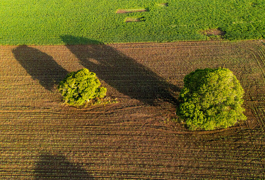 Aerial view of agricultural fields with two large trees casting long shadows over the rows of crops in Hopelchen, Campeche, Mexico.