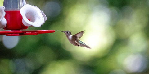 Hummingbird hovering beside red garden nectar feeder © Will