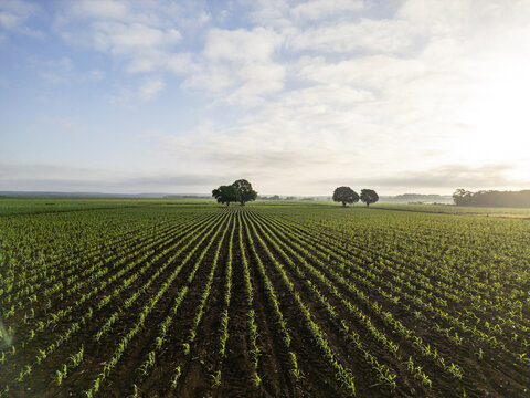 Aerial view of a vast cornfield with rows of young green crops stretching towards the horizon, punctuated by scattered trees under a soft morning sky in Hopelchen, Campeche, Mexico.