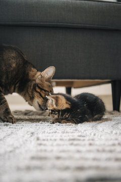 Kitten mit gr&ouml;&szlig;erer Katze