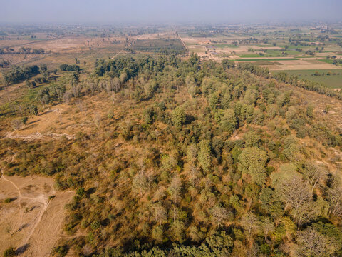 Aerial view of Dalwaryam Plantation featuring dense green trees and dry shrubs under a clear sky in the rural landscape of Chak 96, Punjab, Pakistan.