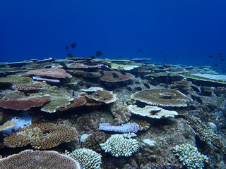 美しいサンゴ礁と魚たち、透明度の高い沖縄の海、水中写真、自然環境 © INF.Blue