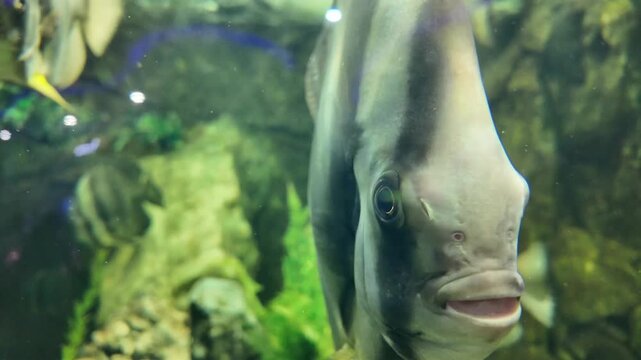 Extreme close-up of an orbicular batfish facing the camera and swimming inside a aquarium.
