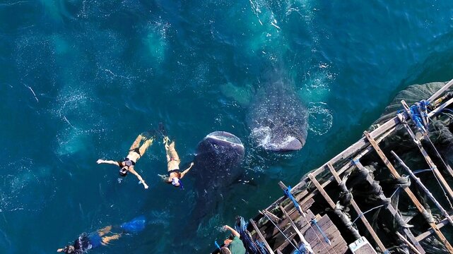 Aerial view of whale sharks swimming near snorkelers and a traditional wooden fishing platform in the clear blue waters of Talisayan, East Kalimantan, Indonesia.