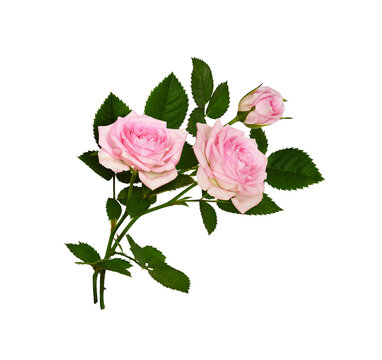 Small bouquet of pink rose flowers and green leaves in a floral arrangement isolated on white or transparent background