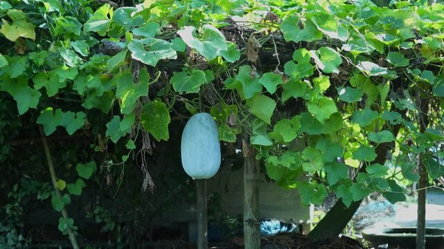 A healthy green winter melon ripening on a trellis surrounded by lush foliage.