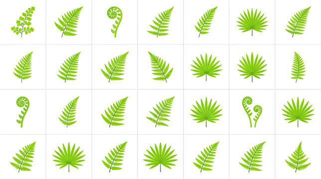 Green Fern Leaves and Fronds Collection