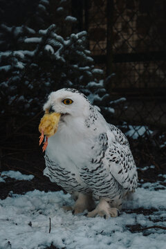 Schneeeule im Winter