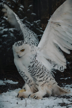 Schneeeule im Winter