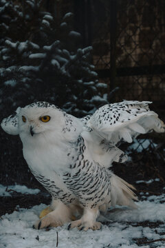 Schneeeule im Winter