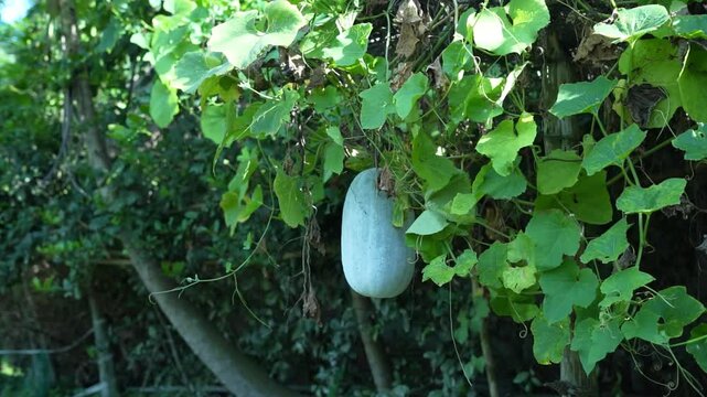 A healthy green winter melon ripening on a trellis surrounded by lush foliage.