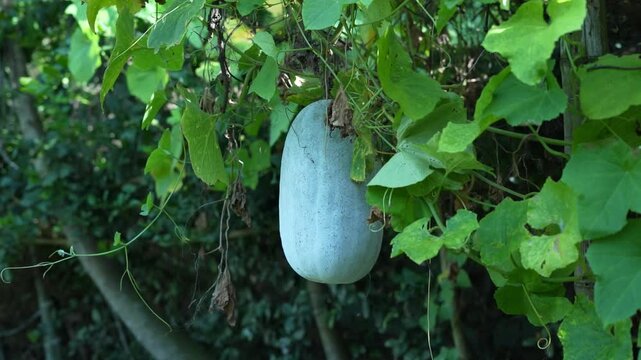 Close-up of a large, fresh winter melon hanging on a vine in a rural garden.