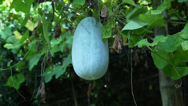 A healthy green winter melon ripening on a trellis surrounded by lush foliage.