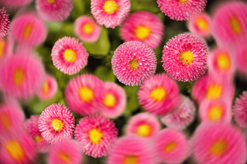 Pink daisy flowers grow in a sunny garden during the spring season as soft natural sunlight highlights the bright yellow centers and textured petals in this close up view of nature in full bloom © Lilly