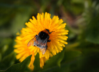 Fuzzy bumblebee rests on the petals of a vibrant yellow dandelion to gather nectar during a warm spring day in nature © Lilly