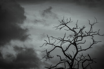 Fototapeta premium Silhouette of dead leafless tree against dark dramatic storm clouds symbolizing climate change, drought, environmental crisis, loneliness, ecological decline and nature conservation concept.