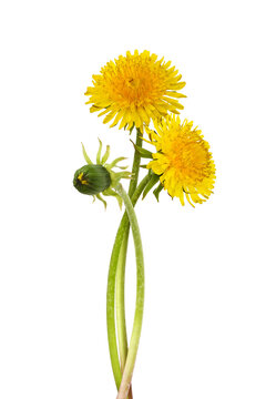 Small bouquet of dandelion flowers isolated on white or transparent background