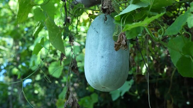 Single organic winter melon growing on a vine in a traditional farm setting.
