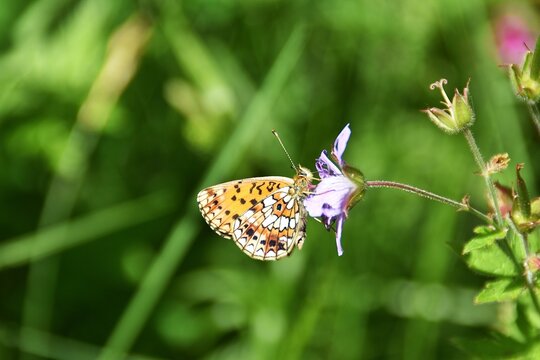 A silver-bordered fritillary on a wildflower.