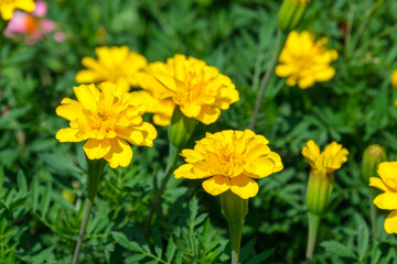 Obraz premium Vibrant yellow marigold flowers blooming under summer sunlight with green leaves background