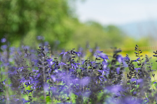 Field of vibrant purple salvia flowers blooming in summer with copy space
