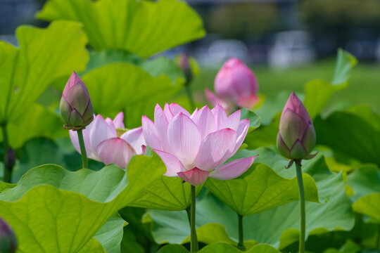 Beautiful pink lotus flowers blooming with green leaves in summer pond background