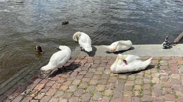 Swans resting by the riverbank on a sunny day  