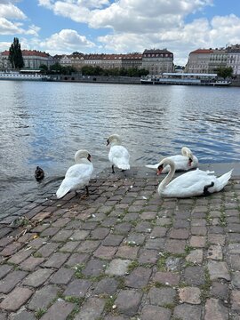 Swans resting by the riverbank on a sunny day in a city  