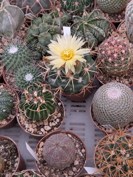 Vibrant Yellow Cactus Bloom Amidst Succulents