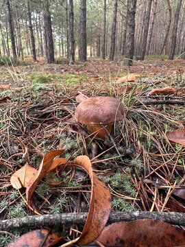 A bay bolete in the autumn forest