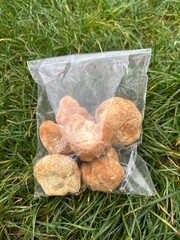 bag containing the medicinal mushroom Lion's Mane Hericium erinaceus © Fukume
