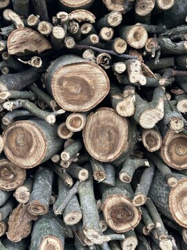 nut wood firewood prepared for the winter