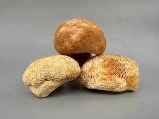 handfuls of dried Lion's Mane a medicinal nootropic mushroom © Fukume