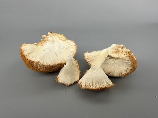 The king of mushrooms Lion's Mane improves mental abilities and acts as a nootropic © Fukume