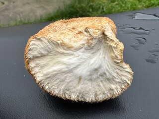 Dried wild Lion's Mane mushroom nootropic closeup © Fukume