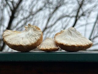 dried Lion's Mane mushrooms for boosting neurogenesis © Fukume