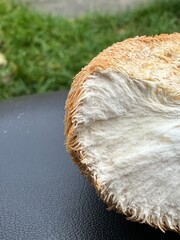 Dried wild Lion's Mane mushroom nootropic closeup © Fukume