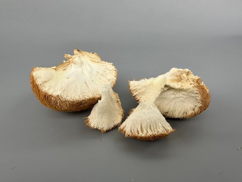 The king of mushrooms Lion's Mane improves mental abilities and acts as a nootropic