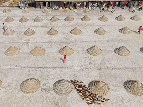 Aerial view of the rice drying yard in Ashuganj with conical piles of harvested grain on the concrete ground, workers, and a flock of ducks in Ashuganj, Chittagong Division, Bangladesh.