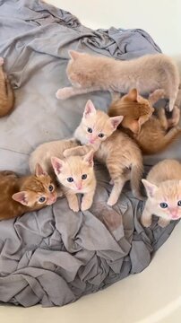 Multiple adorable ginger kittens playing and moving together on a soft gray blanket in this charming high definition video clip