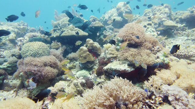 Tropical coral reef seascape with fishes, hard and soft corals. Underwater video. Leyte, Philippines.