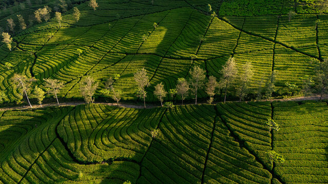 Aerial view of Bedakah Tea Plantation with lush green terraced tea bushes and rows of trees under soft sunlight in Kecamatan Kertek, Jawa Tengah, Indonesia.