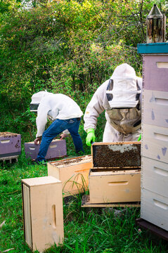 Two beekeepers inspecting honey bee hives