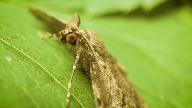 willow beauty moth (Peribatodes rhomboidaria) resting on a leaf in natural habitat