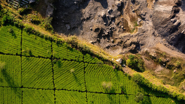Aerial view of Bedakah tea plantation showing vibrant green tea bushes in neat rows adjacent to a rugged rocky quarry area in Kecamatan Kertek, Jawa Tengah, Indonesia.